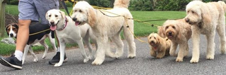 Illustration for article titled The way to introduce your dog to undergo training in Dog Running in